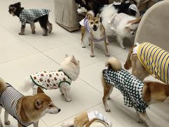 -怪兽屋·羊驼·猫咖·狗咖(俊华广场店)