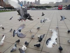 景点-大连人民广场