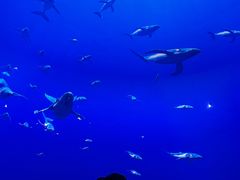 -海合安武汉极地海洋公园