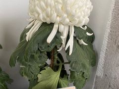 -杭州植物园