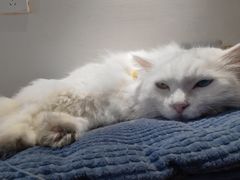 -有猫主题·治愈系猫咖(曾厝垵店)