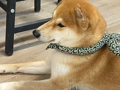 -柴迷FANS CLUB·柴犬狗咖·猫咖