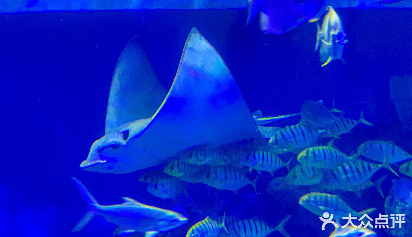🐬逛浪漫海洋公园，看梦幻飞天游✨