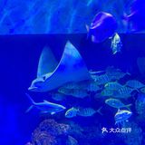 🐬逛浪漫海洋公园，看梦幻飞天游✨