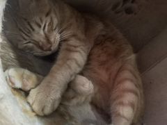 -藏猫猫咖啡主题馆(中央大道店)