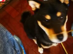 -喜柴咖啡·柴犬狗咖
