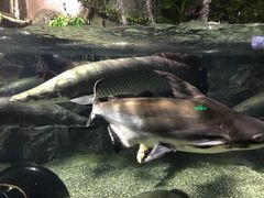 -太平洋海底世界