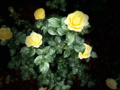 -人民公园(罗湖区)