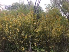 -昆山城市生态森林公园