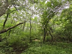 -大青沟风景区
