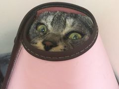 -芭比堂动物医院·犬猫全科·异宠专科(雁塔分院)