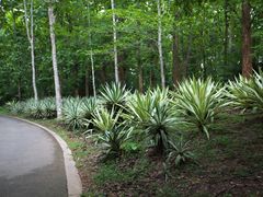 -中国科学院西双版纳热带植物园