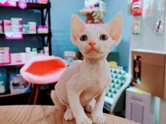 -十年猫舍·猫咪专门店(普陀店)