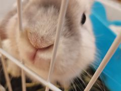 -猫猫幼稚园·撸猫·桌游·电玩