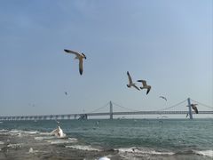 -星海湾跨海大桥