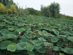 -大湾区中央湿地公园