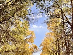 -金塔沙漠胡杨林景区