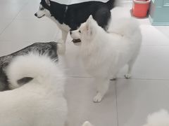 -安格丽娜·狗咖·猫咖羊驼咖(春熙路百盛商场店)