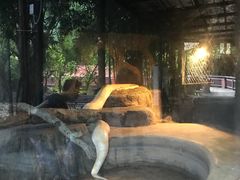 -清迈夜间动物园