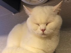 -more than meow吴止猫主题餐厅(承德 中船汇店)