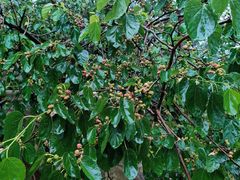 -焦山景区-万佛塔