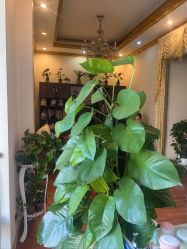 -清雅诗韵丽人产后恢复(回龙观店)