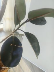 -HEYAN荷妍专业脱毛连锁机构