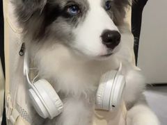 -萌兽医馆·犬猫专科·眼科中心·宠物医院(朝阳门分院)