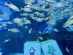 -海合安成都极地海洋公园