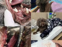 -北京观赏动物医院·24小时大型综合·猫专科·异宠专科