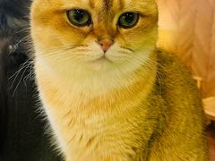 -MOCHA明星猫咖(田子坊店)