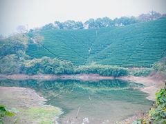-龙坞茶村