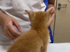 -瑞鹏宠物医院·普外科·影像科·皮肤科(城市山谷分院)