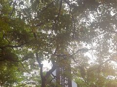 -广东花都湖国家湿地公园
