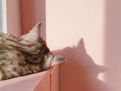 -猫儿山۰猫主题餐厅