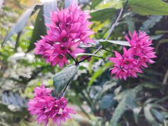 -深圳市中科院仙湖植物园