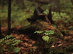 -五营红松林海景区