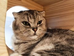 -猫咪派对(江南西店)