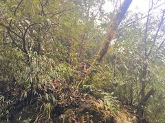 -西岭雪山大飞水景区