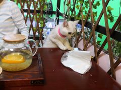 -李小姐の猫咖啡馆(五角场店)