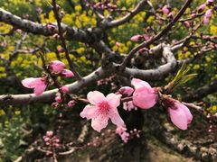 -南汇桃花村