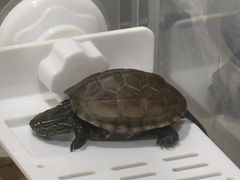 -立德异宠动物医院.兔鸟爬.内窥镜(天河店)