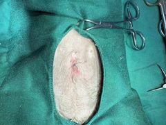 -爱侣宠医·鹦鹉专科·小型哺乳类·异宠专科(灵石路店)