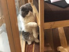 -猫的天空之城概念书店(印象城购物中心店)