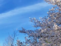 -樱花山风景区