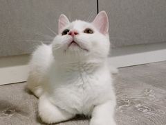 -瑞派康怡24h宠物医院·犬猫医疗中心·微创绝育(瑞景分院)