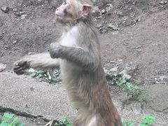 -黔灵山公园