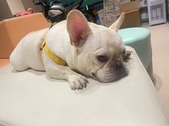 -立德动物医院·24小时中心(番禺区院区)