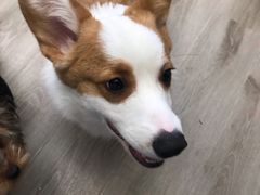 -浣熊柯尔鸭土拨鼠·电玩咖