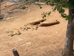 -西霞口神雕山野生动物世界